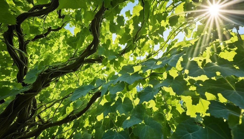 Vine and branches